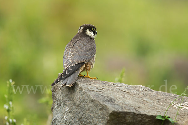 Baumfalke (Falco subbuteo)