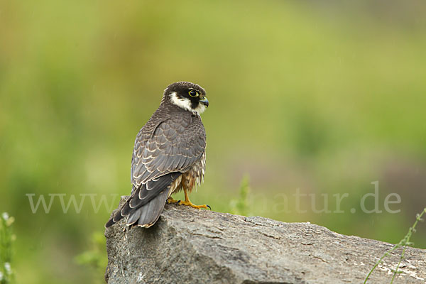 Baumfalke (Falco subbuteo)