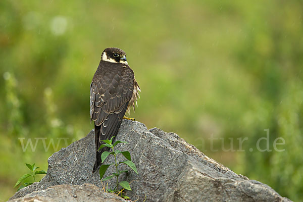 Baumfalke (Falco subbuteo)