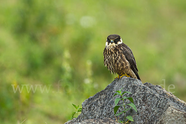 Baumfalke (Falco subbuteo)