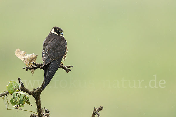 Baumfalke (Falco subbuteo)