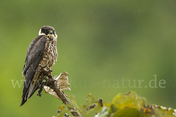 Baumfalke (Falco subbuteo)