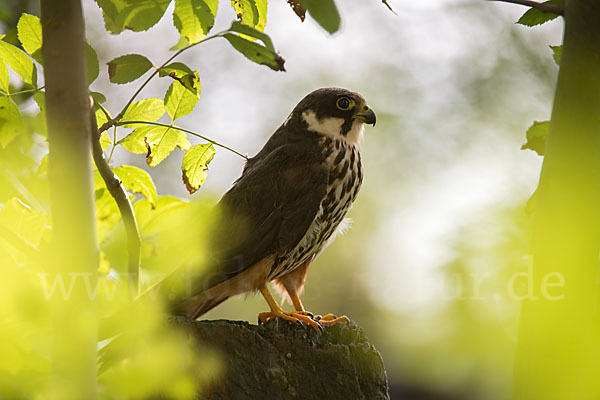 Baumfalke (Falco subbuteo)