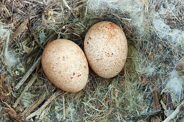 Baumfalke (Falco subbuteo)