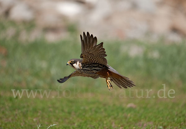 Baumfalke (Falco subbuteo)