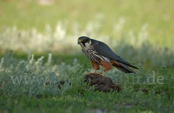 Baumfalke (Falco subbuteo)