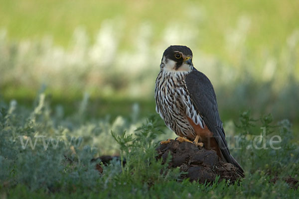 Baumfalke (Falco subbuteo)