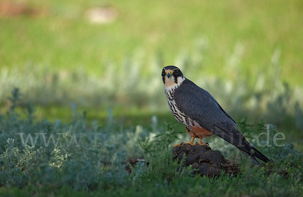 Baumfalke (Falco subbuteo)