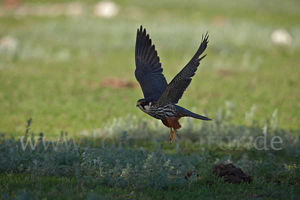 Baumfalke (Falco subbuteo)