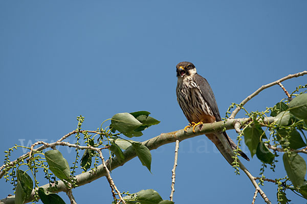 Baumfalke (Falco subbuteo)