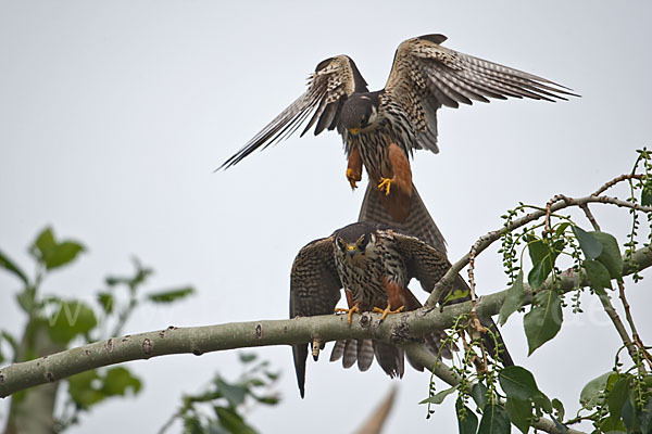 Baumfalke (Falco subbuteo)