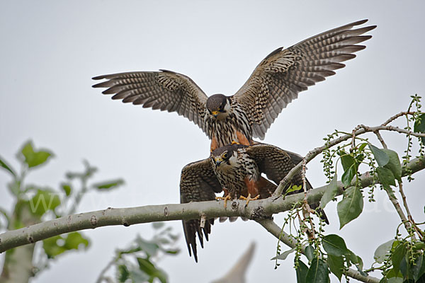 Baumfalke (Falco subbuteo)