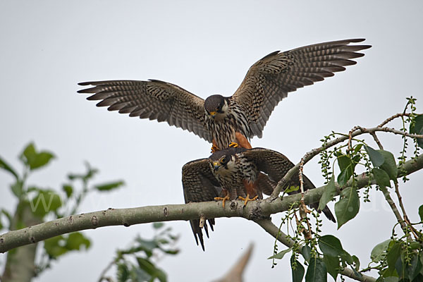 Baumfalke (Falco subbuteo)