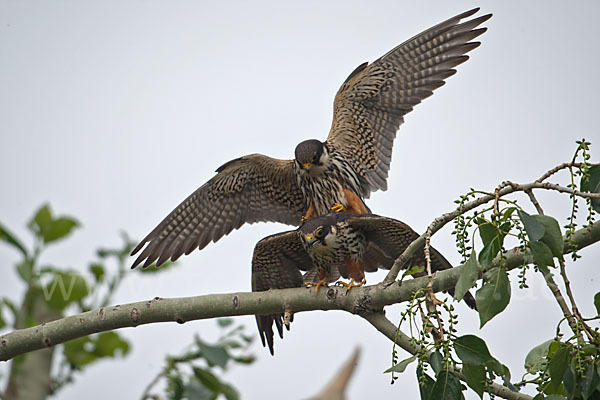 Baumfalke (Falco subbuteo)