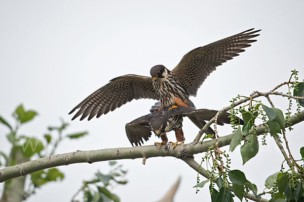 Baumfalke (Falco subbuteo)