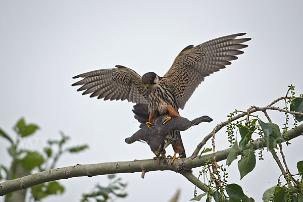 Baumfalke (Falco subbuteo)