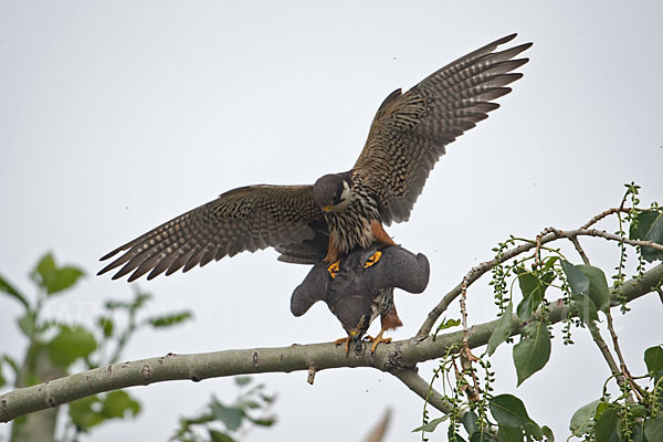 Baumfalke (Falco subbuteo)