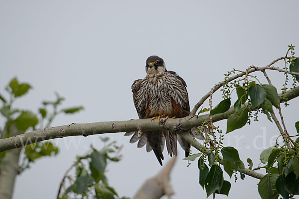 Baumfalke (Falco subbuteo)