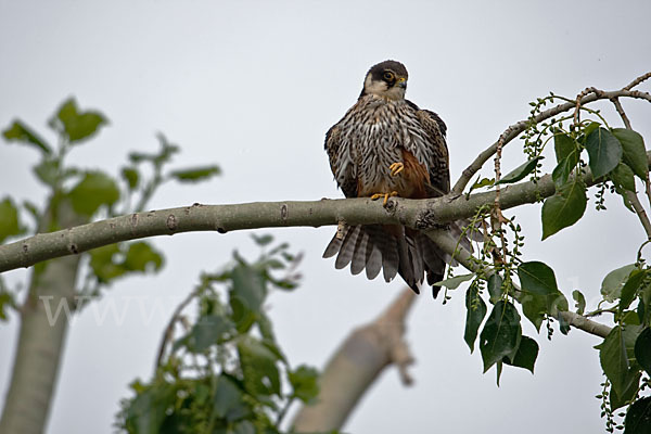 Baumfalke (Falco subbuteo)