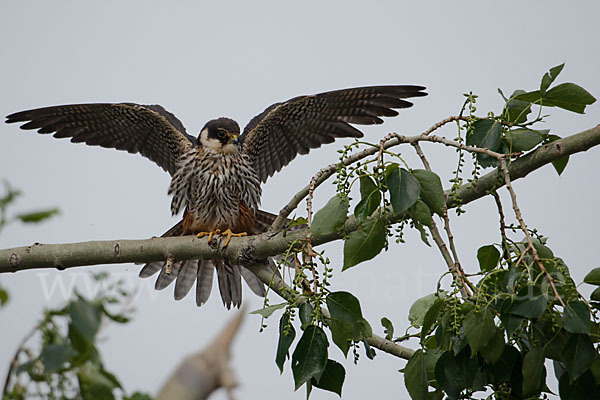 Baumfalke (Falco subbuteo)