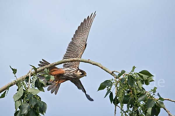 Baumfalke (Falco subbuteo)