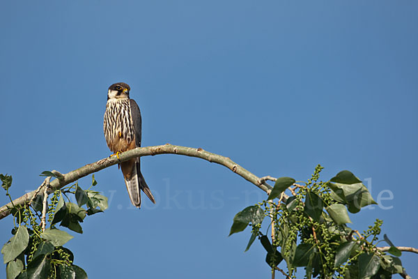 Baumfalke (Falco subbuteo)