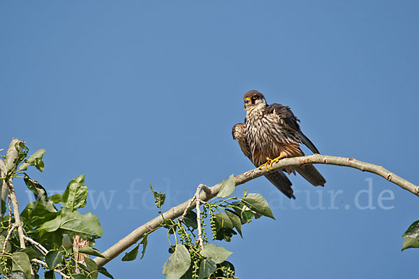 Baumfalke (Falco subbuteo)