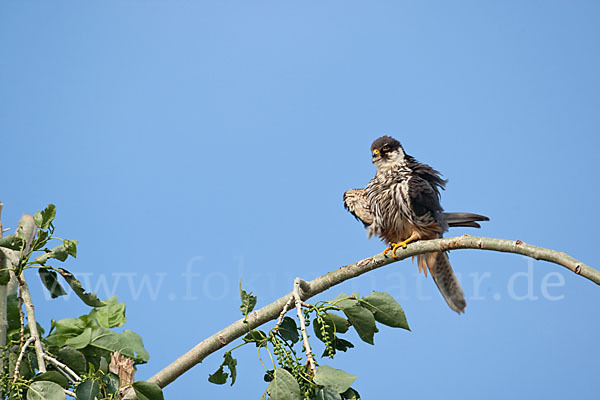 Baumfalke (Falco subbuteo)