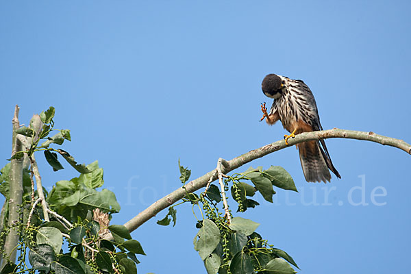 Baumfalke (Falco subbuteo)