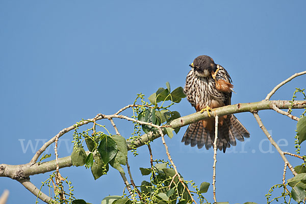 Baumfalke (Falco subbuteo)