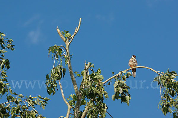 Baumfalke (Falco subbuteo)