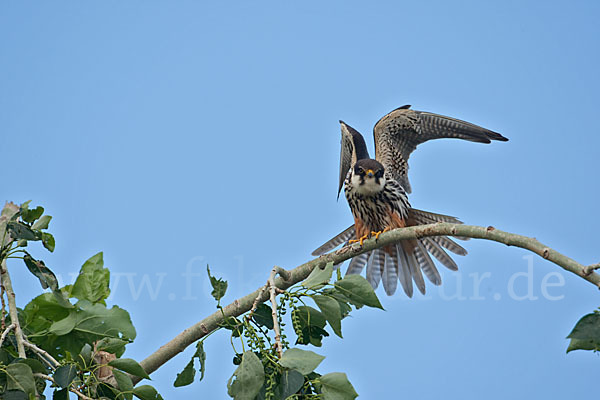 Baumfalke (Falco subbuteo)