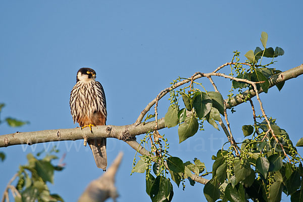 Baumfalke (Falco subbuteo)