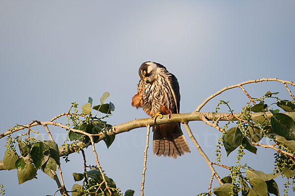 Baumfalke (Falco subbuteo)