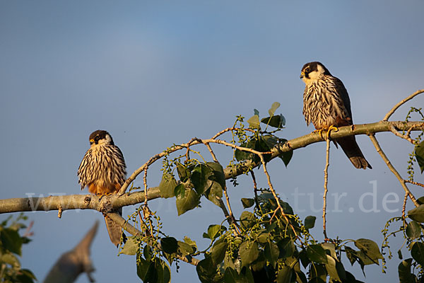 Baumfalke (Falco subbuteo)