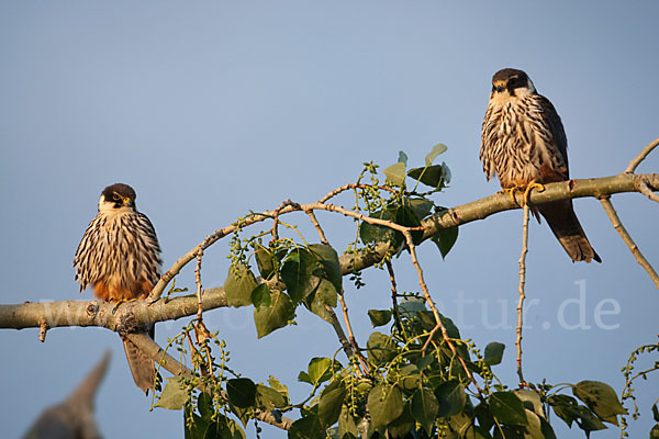 Baumfalke (Falco subbuteo)