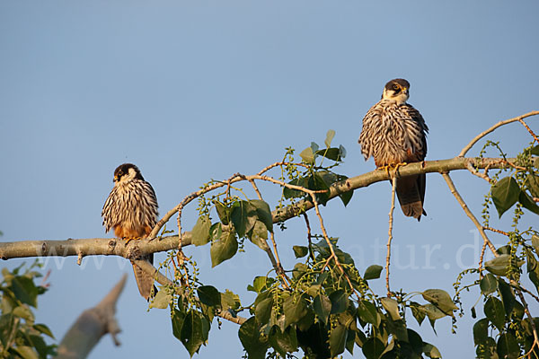 Baumfalke (Falco subbuteo)