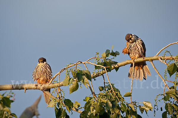 Baumfalke (Falco subbuteo)