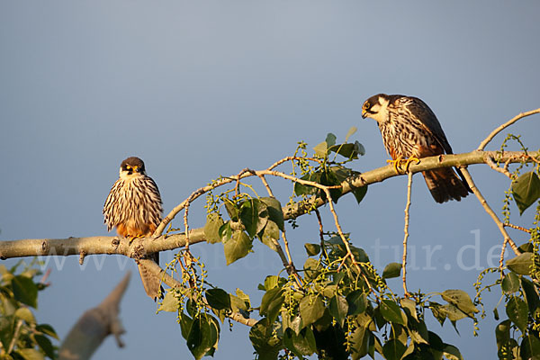 Baumfalke (Falco subbuteo)