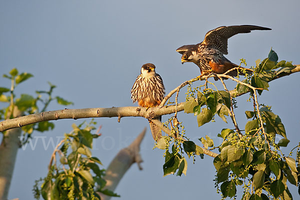 Baumfalke (Falco subbuteo)