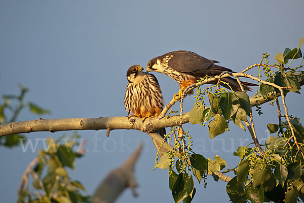Baumfalke (Falco subbuteo)