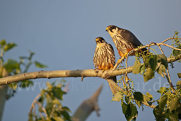 Baumfalke (Falco subbuteo)