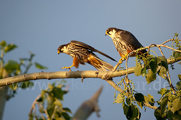 Baumfalke (Falco subbuteo)