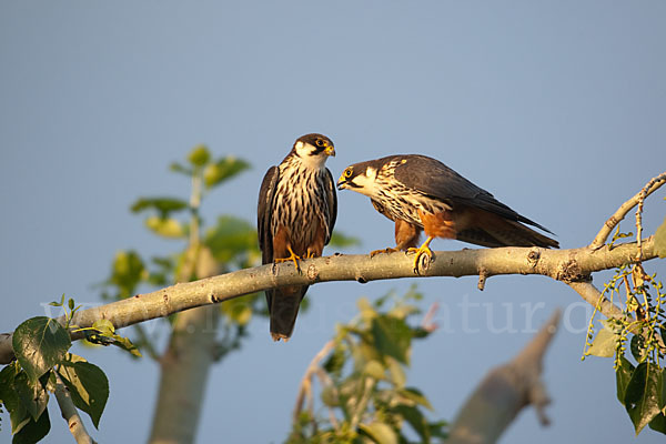 Baumfalke (Falco subbuteo)