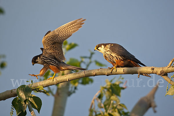 Baumfalke (Falco subbuteo)