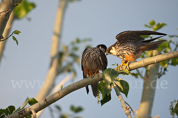 Baumfalke (Falco subbuteo)