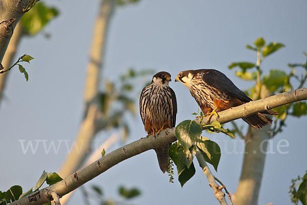 Baumfalke (Falco subbuteo)