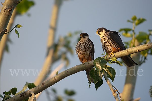 Baumfalke (Falco subbuteo)