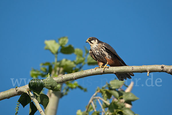 Baumfalke (Falco subbuteo)