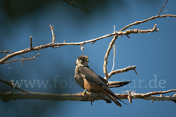 Baumfalke (Falco subbuteo)